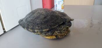 Rescue Turtle Turtles for Adoption in Salt Lake City, Utah - *Turtle Tot* | PetCurious