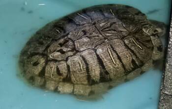 Rescue Turtle Turtles for Adoption in Sacramento, California - Red-Eared Sliders | PetCurious