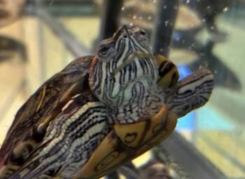 Rescue Turtle Turtles for Adoption in Golden, Colorado - Kid | PetCurious