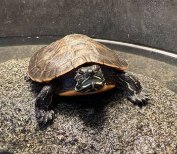 Rescue Yellow Bellied Slider Turtles for Adoption in Salinas, California - Thidwick | PetCurious