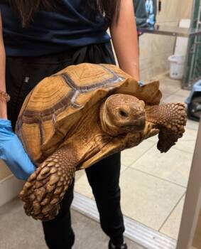 Rescue Turtle Turtles for Adoption in Honolulu, Hawaii - 59800891 | PetCurious