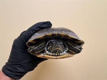 Rescue Turtle Turtles for Adoption in Tustin, California - RIVER | PetCurious