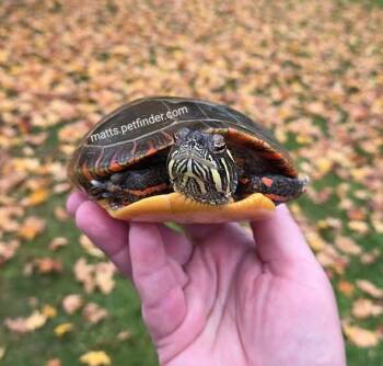 Rescue Painted Turtles for Adoption in Baltimore, Maryland - Eileen E Painted (water Turtle) | PetCurious