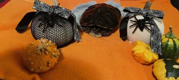 Rescue Red Eared Slider Turtles for Adoption - Sam | PetCurious