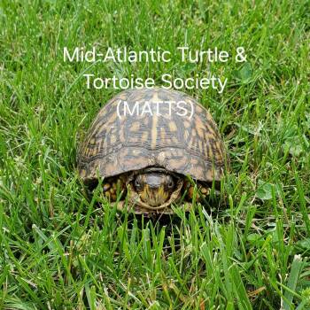 Rescue Eastern Box Turtles for Adoption in Baltimore, Maryland - Scout E. Box Turtle | PetCurious