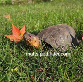 Rescue Eastern Box Turtles for Adoption in Baltimore, Maryland - Lenny Bruce E Box | PetCurious