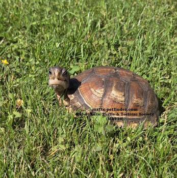 Rescue Eastern Box Turtles for Adoption in Baltimore, Maryland - Cinnamon E Box | PetCurious